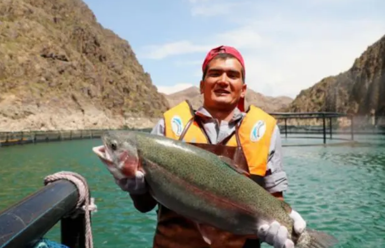 新疆尼勒克地区三文鱼大丰收，渔民乐开了花